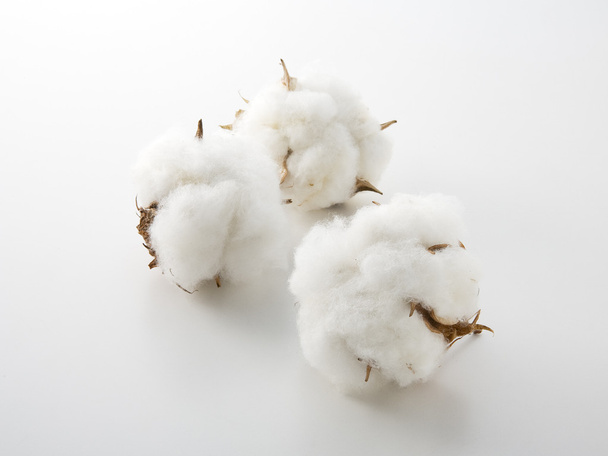 綿の花 - 写真・画像