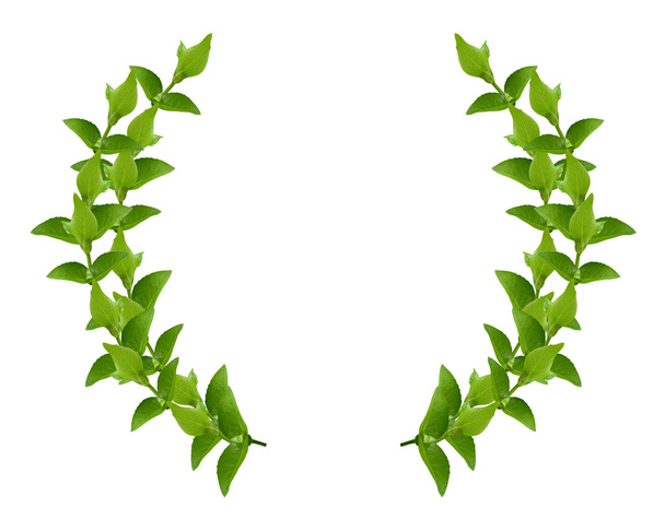 Wreath from Green leaves - Foto, imagen