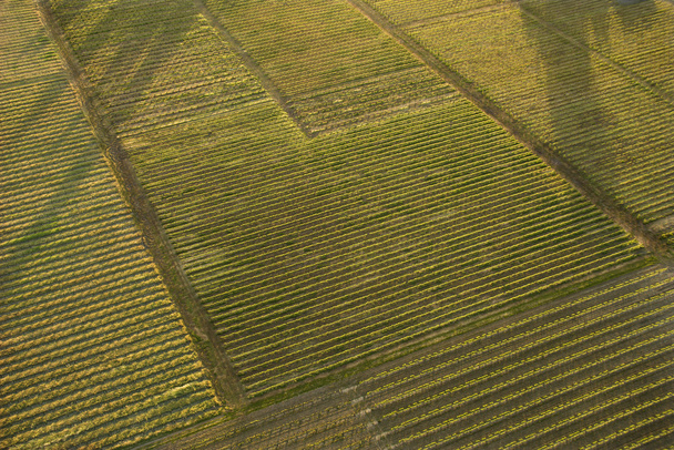 Aerial of crops. - Фото, изображение