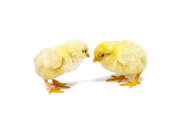 Two little chicknens on white background - Zdjęcie, obraz