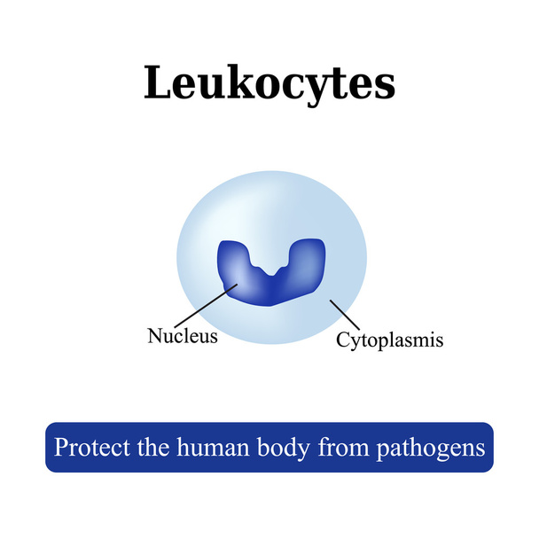 The structure of the white blood cells. Leukocyte. Vector illustration - Vector, Image
