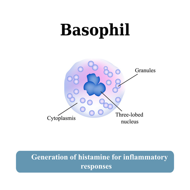 The structure of the basophil. Vector illustration - Vector, Image