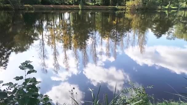 a fák visszatükröződése a vízben - Felvétel, videó