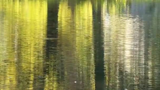 reflexión de los árboles en el agua - Imágenes, Vídeo