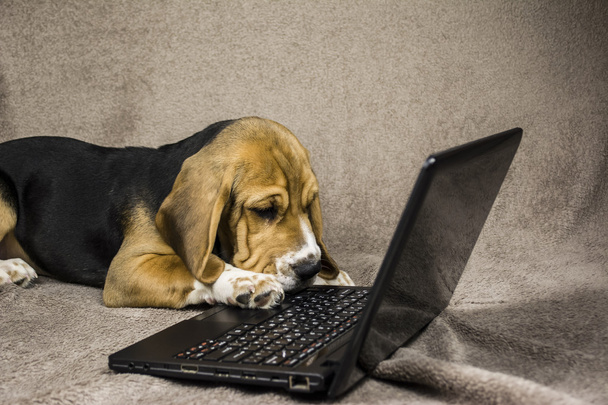 dog playing laptop - Foto, afbeelding