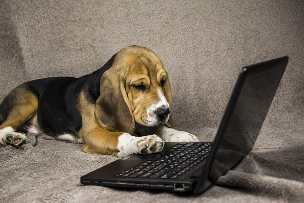 dog playing laptop - Фото, зображення