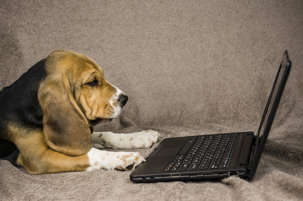 dog playing laptop - Fotoğraf, Görsel