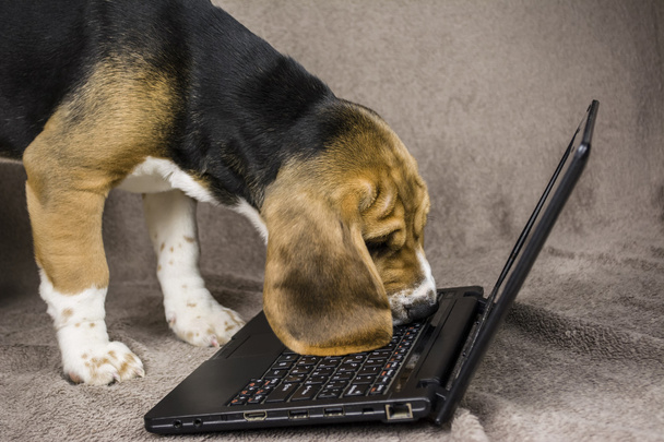 dog playing laptop - Foto, Imagem