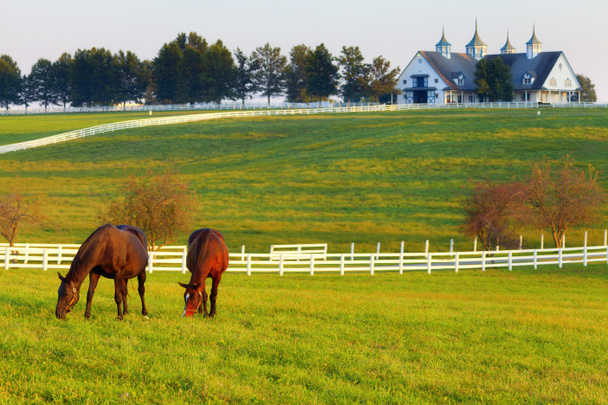 koně na farmě - Fotografie, Obrázek