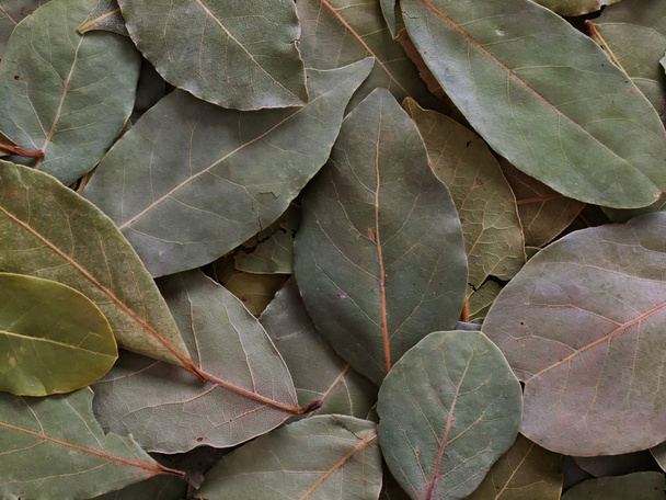 Dried geraniol leaves - Zdjęcie, obraz