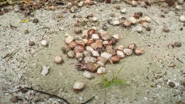 Grande gruppo di granchi di conchiglia del mare strisciano insieme
 - Filmati, video