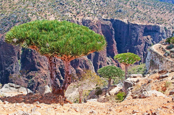 Socotra, Yemen, Middle East: the Dragon Blood trees forest and the canyon of Shibham, protected area of the Dixam Plateau in the center part of the island of Socotra, Unesco world heritage site since 2008 - Photo, Image