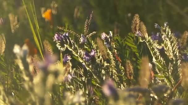Dziki kwiat jesieni w kampanii francuskiej - Materiał filmowy, wideo