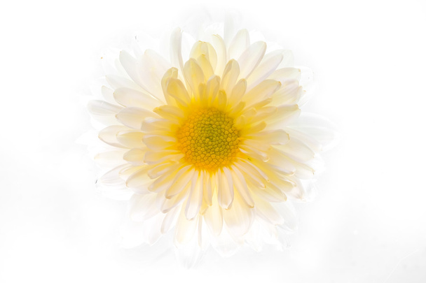 Belle fleur de marguerite sur le fond blanc
 - Photo, image
