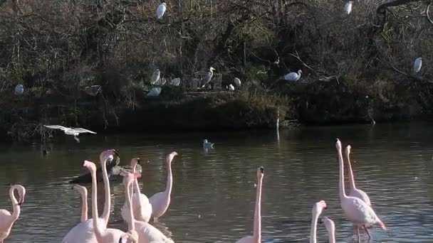 Camargue, ücretsiz pembe flamingo doğal rezerv - Video, Çekim
