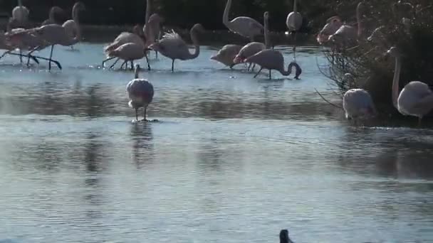 Rezerwat Przyrody Camargue, wolna różowy Flaming - Materiał filmowy, wideo