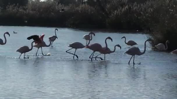 Natural reserve of the Camargue, free pink flamingo - Footage, Video