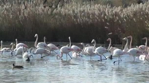 Rezerwat Przyrody Camargue, wolna różowy Flaming - Materiał filmowy, wideo