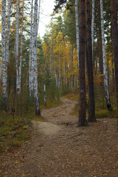 walking trail in autumn mixed forest - Fotó, kép