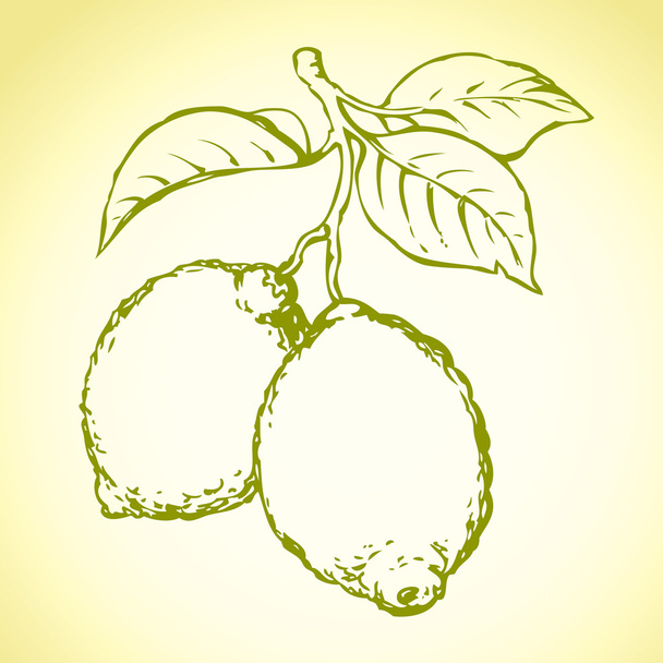 Lemon. Dibujo vectorial
 - Vector, imagen