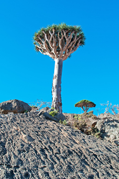 Socotra, Yemen, Middle East: the Dragon Blood trees forest in Dirhur, the protected area of Dixam Plateau in the center part of the island of Socotra, Unesco world heritage site since 2008 for its biodiversity - Foto, afbeelding