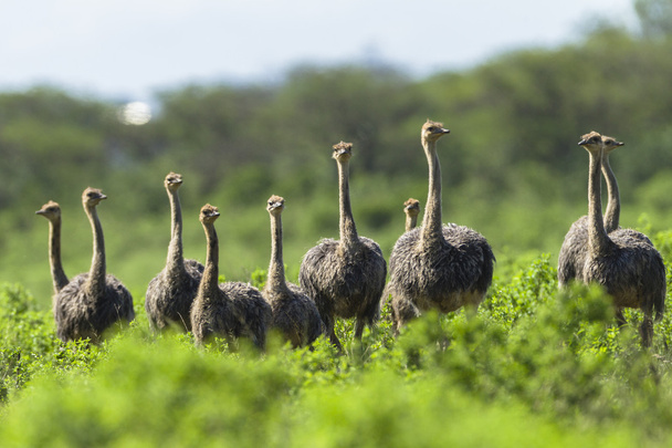 Ostrich Flock Wilderness - Фото, изображение