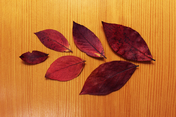 Склад шести осінніх сухих листя
 - Фото, зображення