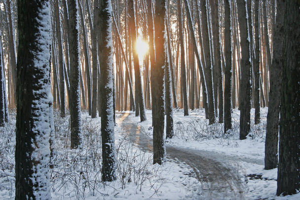 Χειμώνα δρόμο μεταξύ πεύκα. Χειμωνιάτικο ήλιο που φωτίζει το πάχος χιονιού - Φωτογραφία, εικόνα