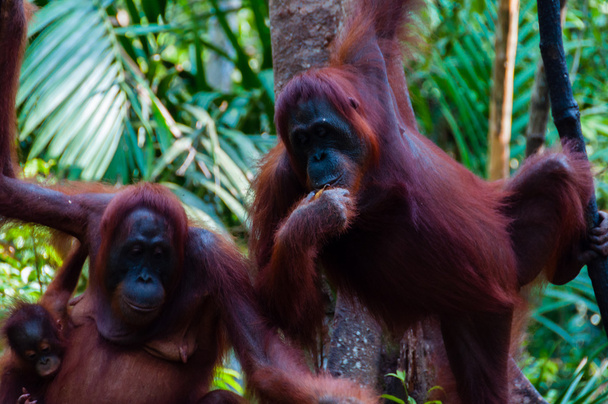 インドネシアのジャングルで木にぶら下がっている 2 つのオランウータン - 写真・画像