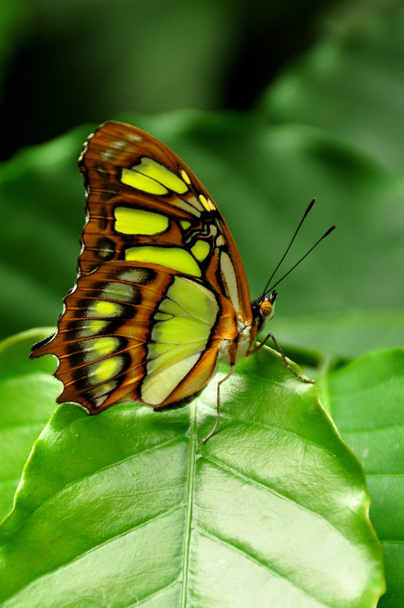Una farfalla malachite atterra nei giardini
. - Foto, immagini