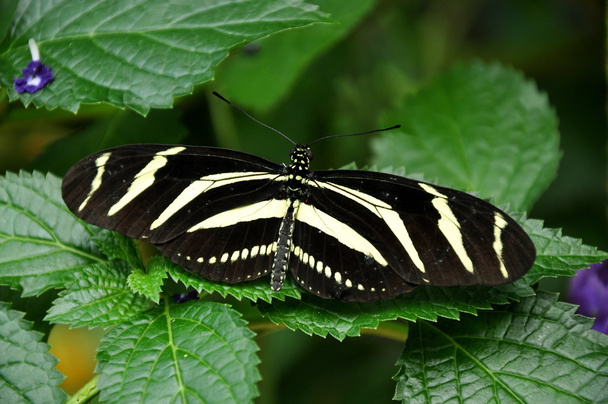Ζέβρα μακρύς φτερό πεταλούδα λαμβάνοντας σε linch στους κήπους. - Φωτογραφία, εικόνα