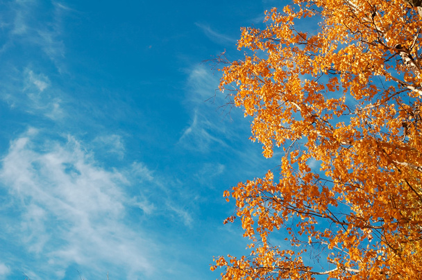 Autumn sky leaf - Foto, Bild