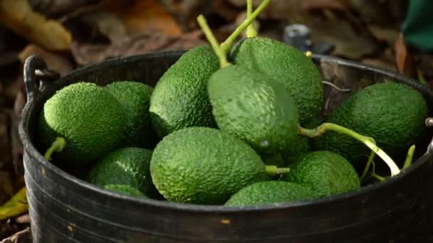 Плоды авокадо на плантации во время сбора урожая
 - Кадры, видео