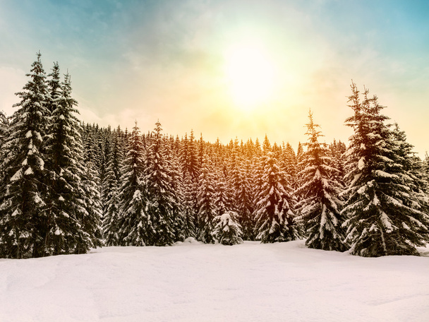 Hermosa puesta de sol en el bosque de invierno
 - Foto, Imagen