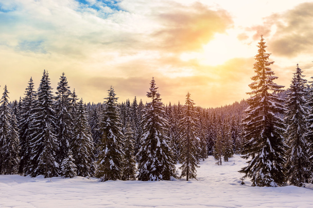 krásný západ slunce v zimě lese - Fotografie, Obrázek