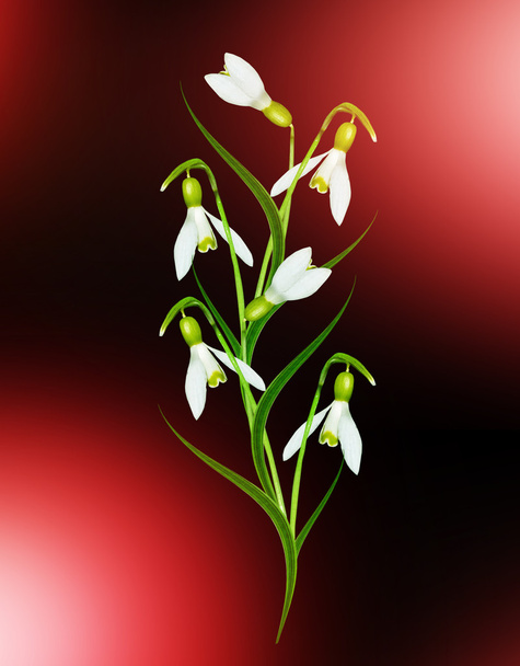 snowdrop flower isolated on black background - Photo, Image
