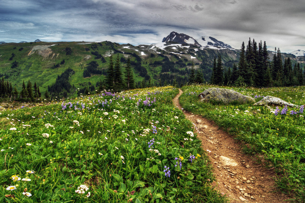 Path through the flowers, Whistler Mountain - Photo, Image