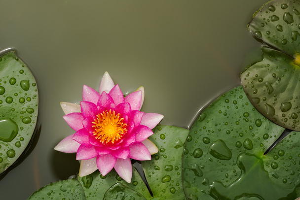 ροζ λωτό όμορφη lotus - Φωτογραφία, εικόνα
