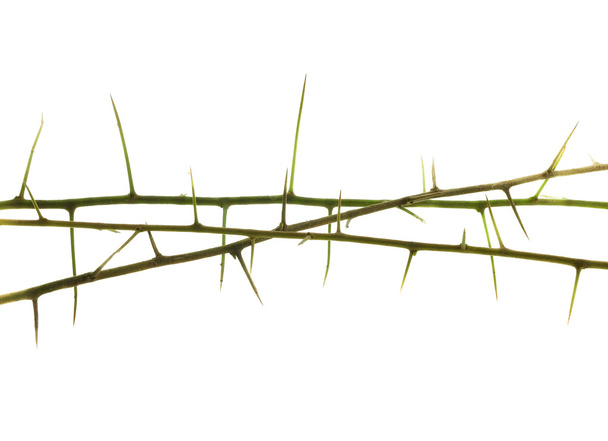 rama de planta con espina
 - Foto, Imagen
