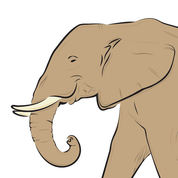 Elefantin pää piirustus eristetty valkoinen
 - Vektori, kuva