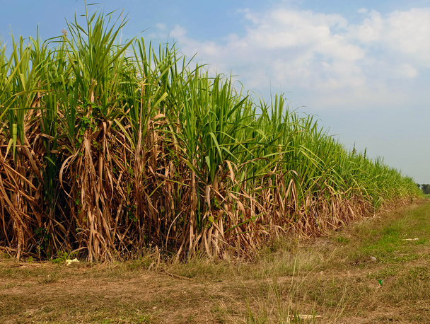cukornád-mezőket az ég - Fotó, kép