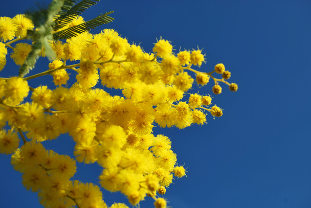 MIMÓZA-virághoz, 635 - Fotó, kép