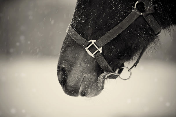 ホールターの茶色の馬の口輪のないカラー写真 - 写真・画像