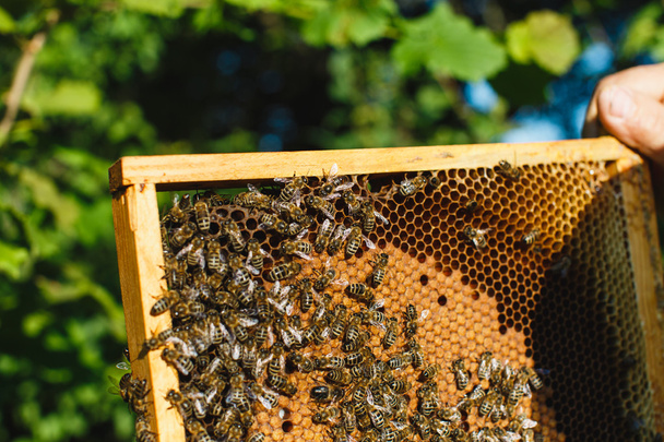 Včelaře hospodářství rám plástev - Fotografie, Obrázek