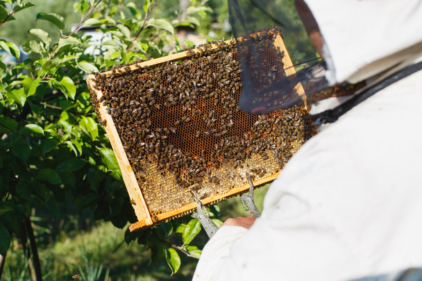 Apiariste tenant cadre de nid d'abeille
 - Photo, image