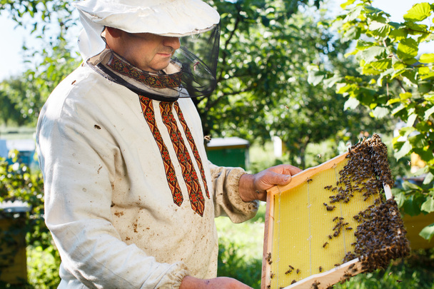 Apiariste tenant cadre de nid d'abeille
 - Photo, image