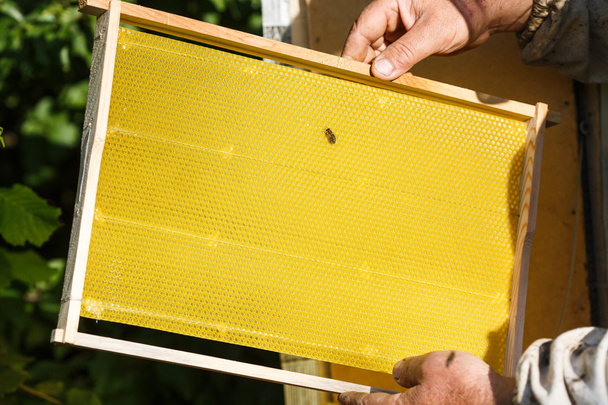 Apiarist holding frame of honeycomb - Photo, Image