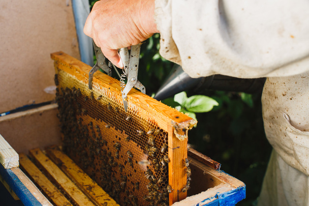 Apiarista segurando quadro de favo de mel
 - Foto, Imagem