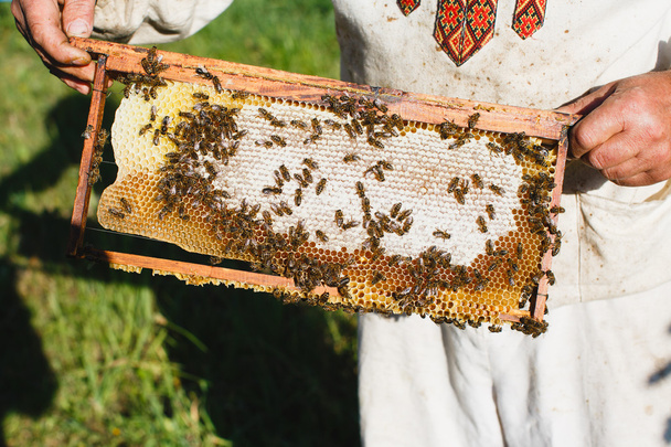Μελισσοκόμος εκμετάλλευση πλαίσιο κερήθρας - Φωτογραφία, εικόνα