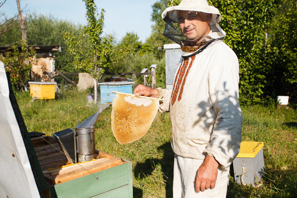 Apicultor mostrando um pedaço de favo de mel de larva
 - Foto, Imagem